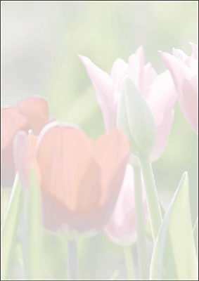 sigel Motiv-Papier/DP462 A4 Spring fever 90 g Inh.25